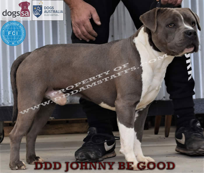 DDDawgs Johnny Be Good